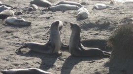Fighting slug-rodent-seals