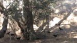 Ravens in an olive grove